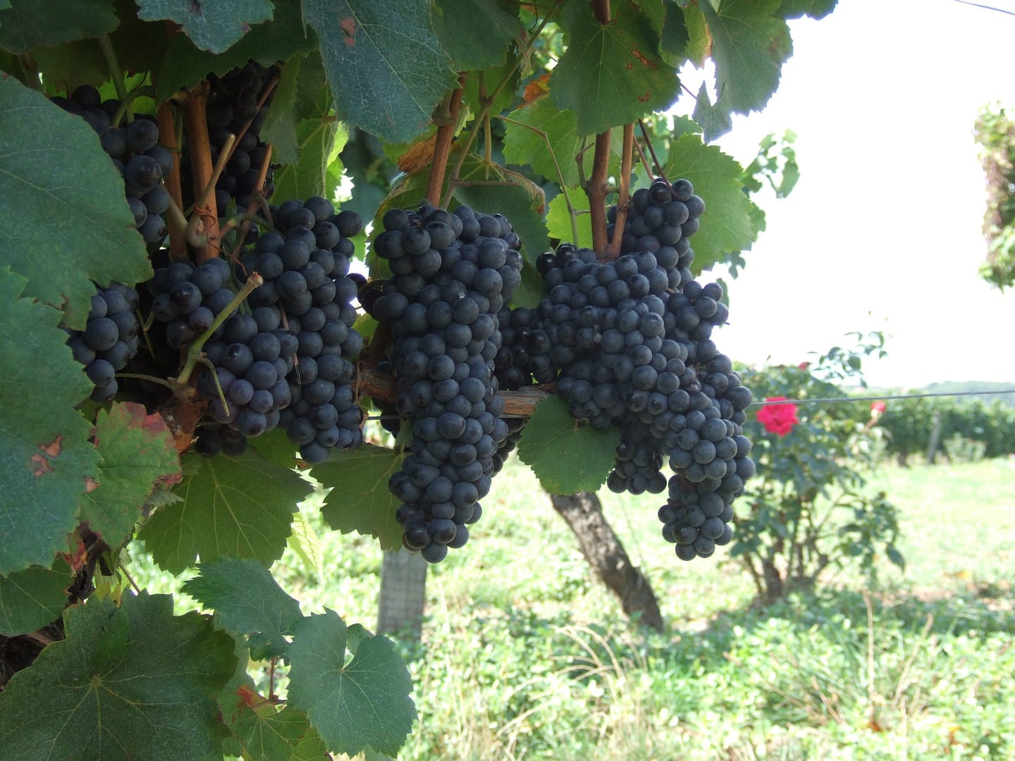 Vigne Sud-Ouest Fronton raisin noir Photo 4
