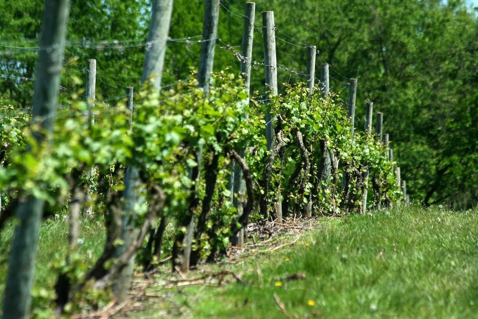 grape-vineyard-in-springtime