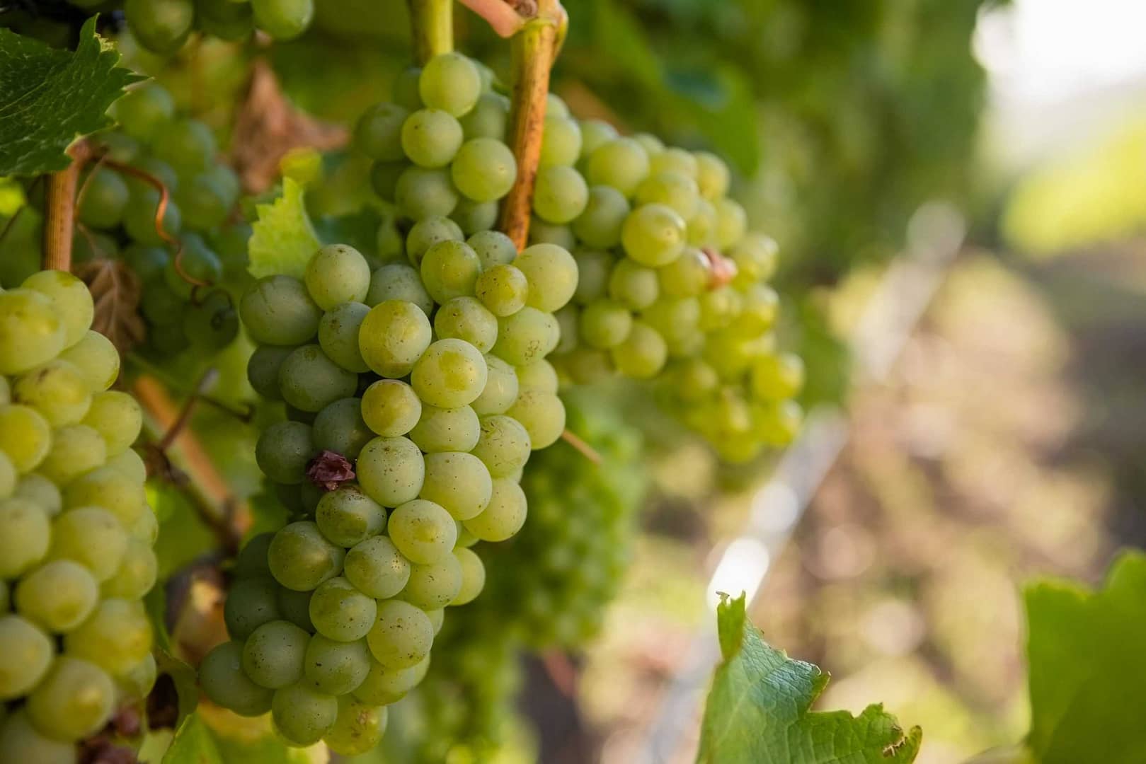 ripe-grapes-in-vineyard