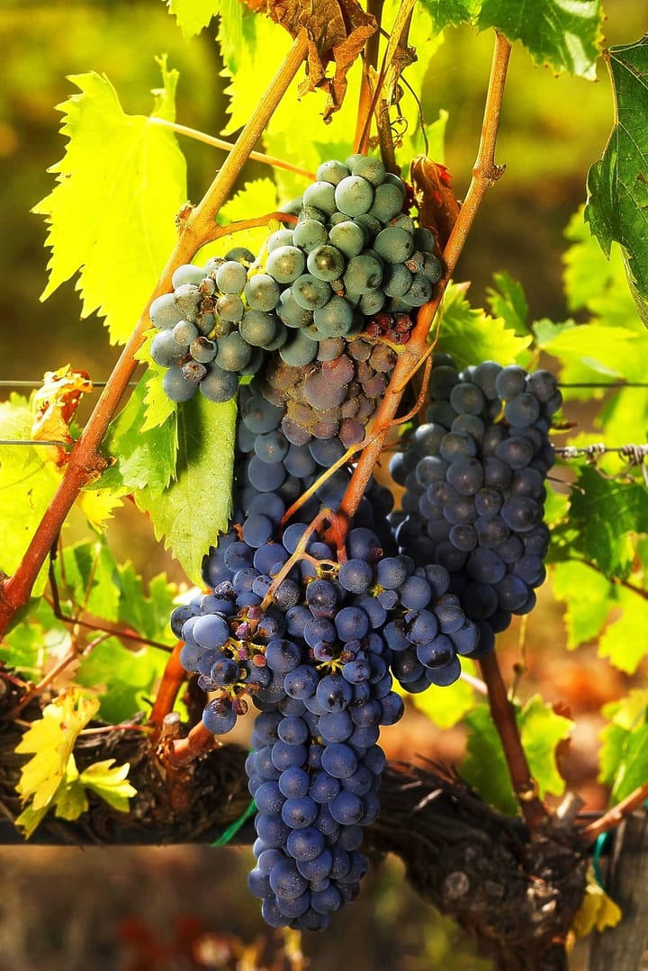 bunches-of-ripe-red-grapes