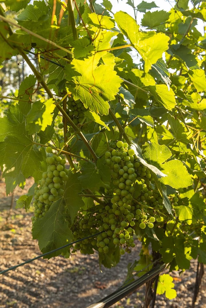 grape-fruits-close-view-in-vineyard