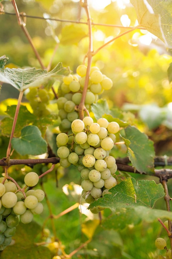 close-up-images-of-harvesting-table-grapes-on-a-table-grape-farm-in-poland-copy-space-agriculture-gardening-and-wine-making-concept