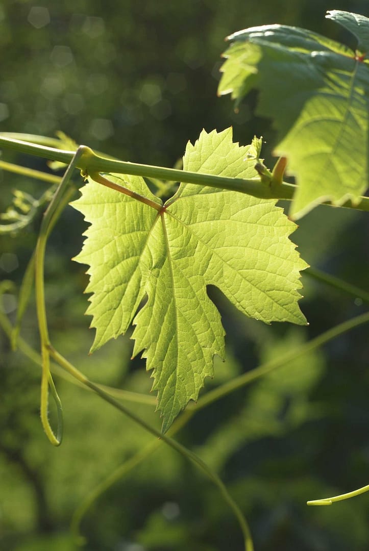leaf-of-grape