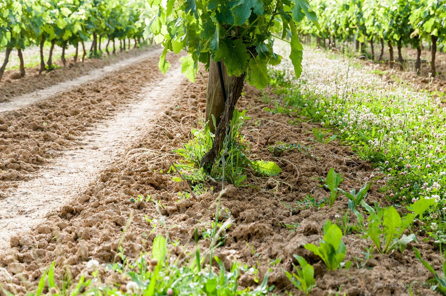 South-West Fronton vineyard Photo-Saint-Louis-5638