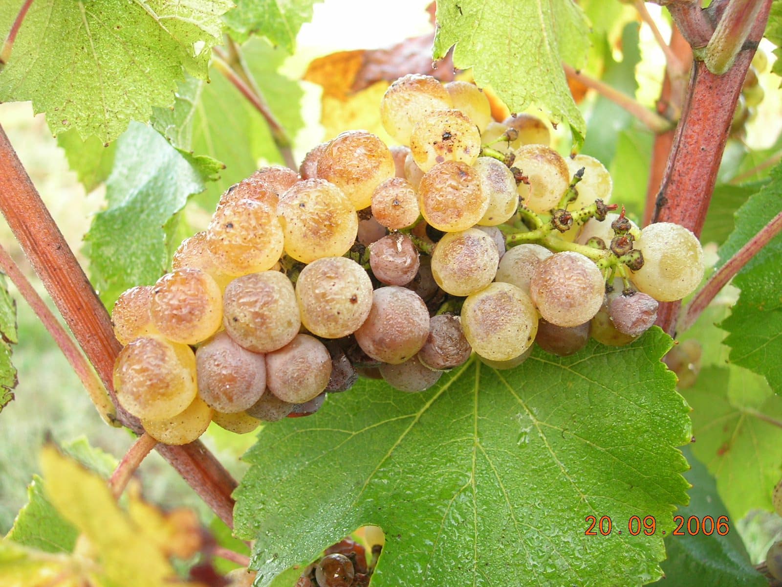 Vinhas Sudoeste Fronton uvas brancas Foto 2