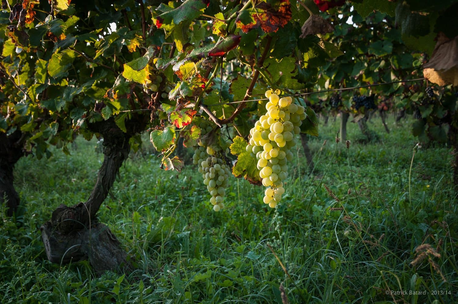 Vine Southwest Fronton white grapes Photo