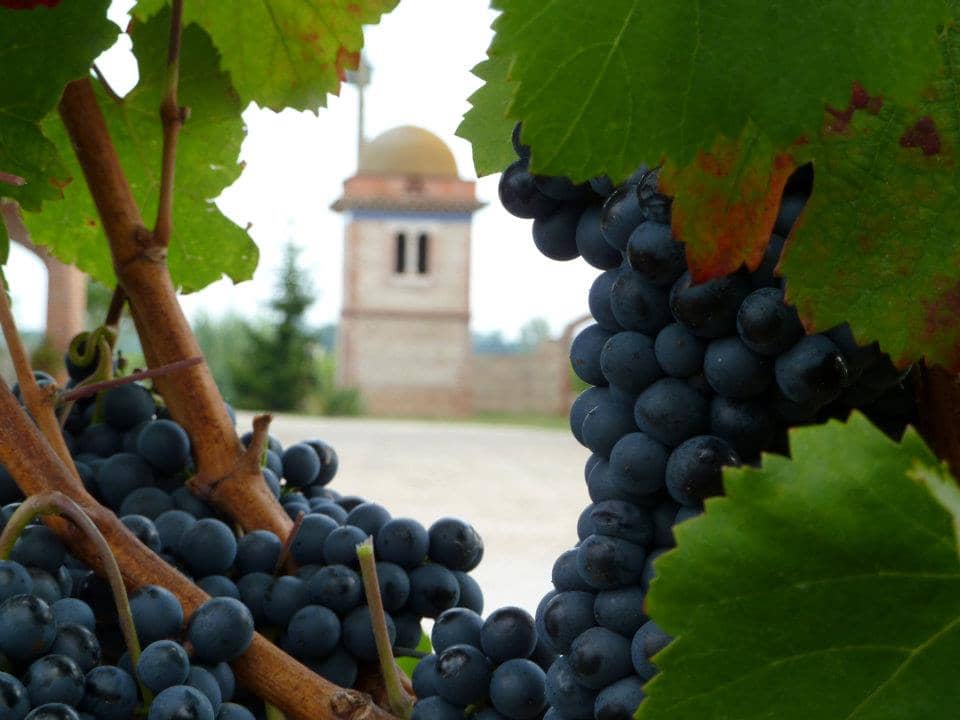 South-West Fronton black grape Photo 1