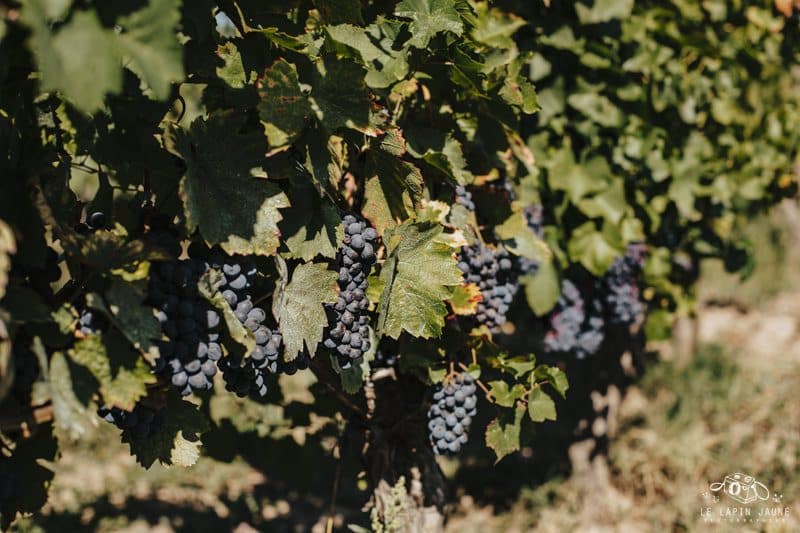 South-West vine Fronton black grape Photo 2 6