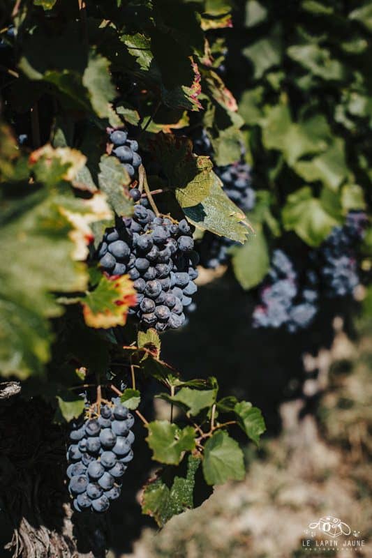 South-West vine Fronton black grape Photo 2 7