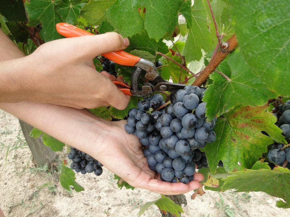 South-West Fronton black grape Photo 3