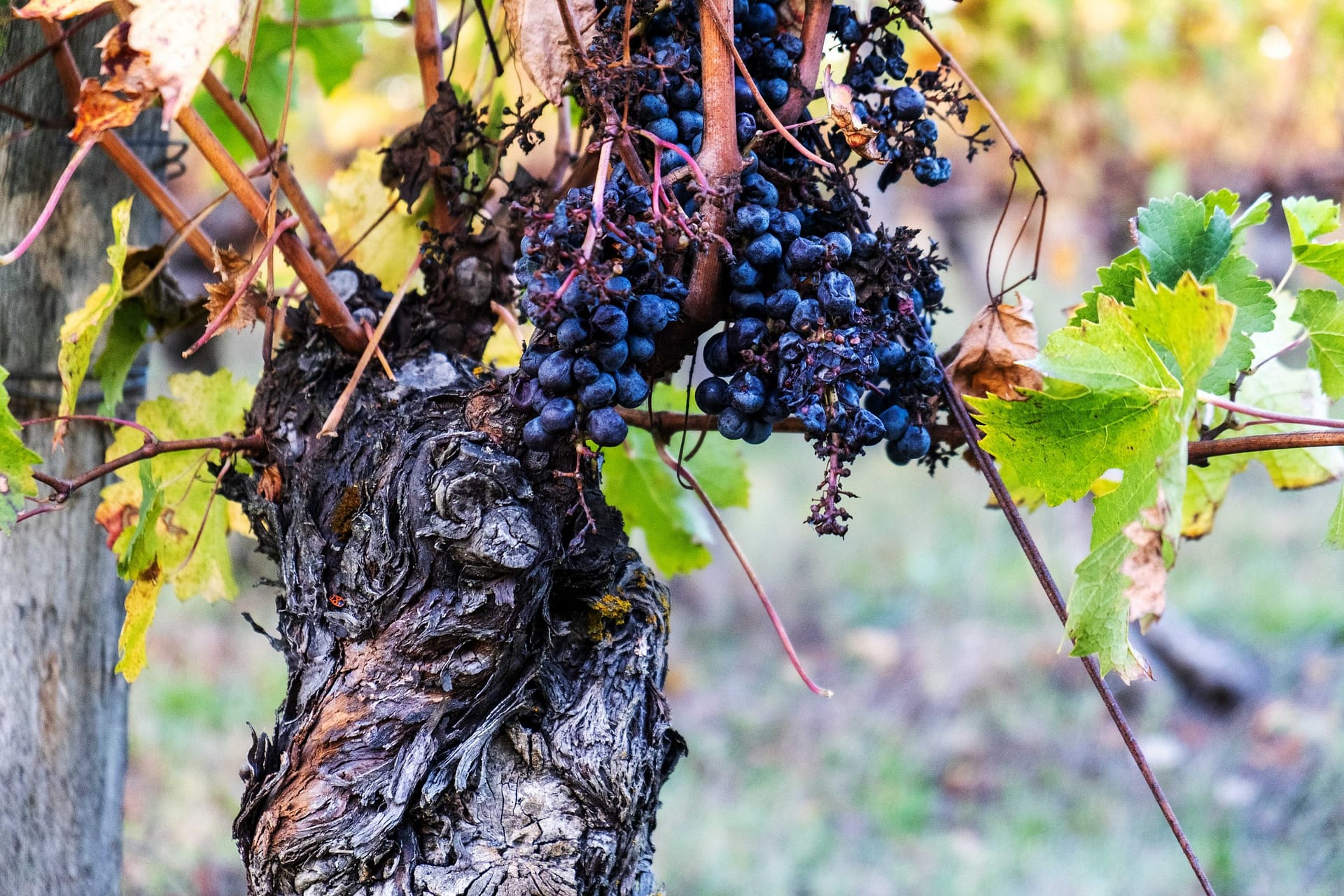 South-West vine Fronton black grape Photo 2 5