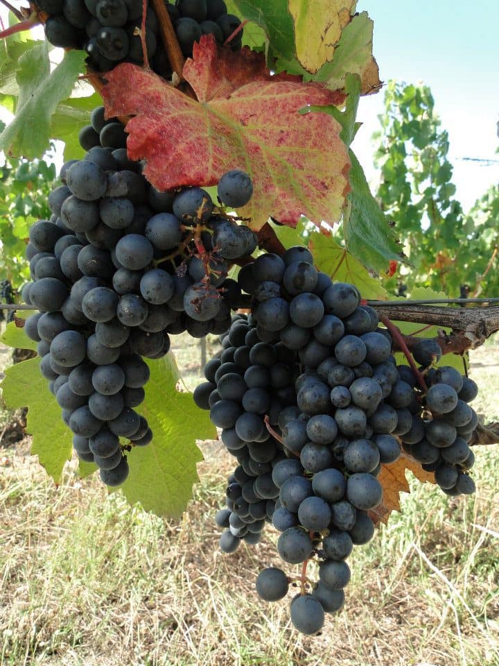 South-West Fronton black grape Photo 2